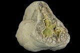 Yellow Crystal Filled Septarian Geode - Utah #157074-2